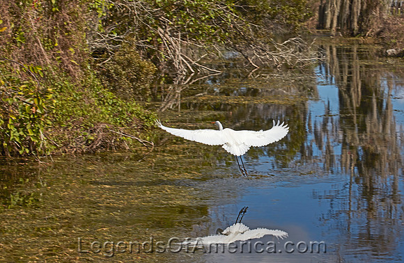 Everglades, FL - Shore Bird