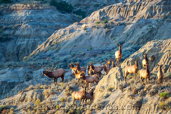 Theodore Roosevelt National Park, ND - Elk - 2