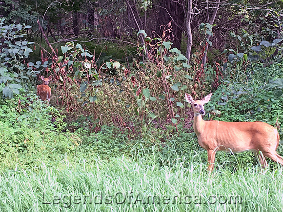 Pictured Rocks, MI - White-tailed Deer & Fawn