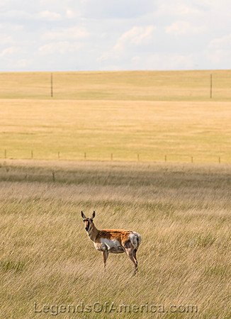 Laramie, WY - Antelope