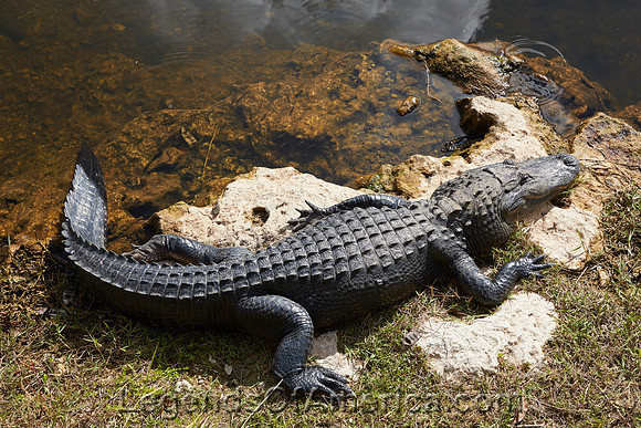 FloridaEvergladesAlligatorHighsmith2020
