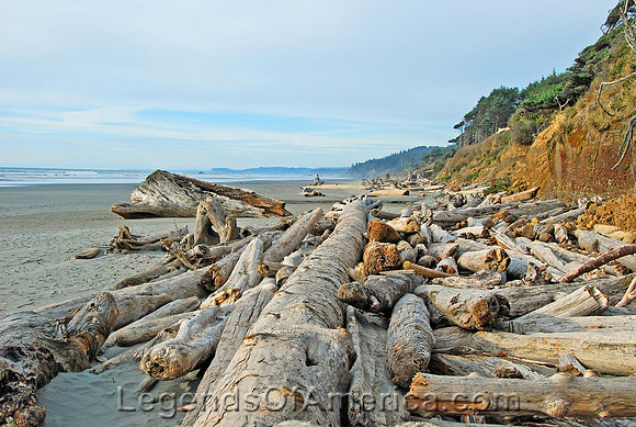 Olympic National Park, WA - Kalaloch Beach Driftwood