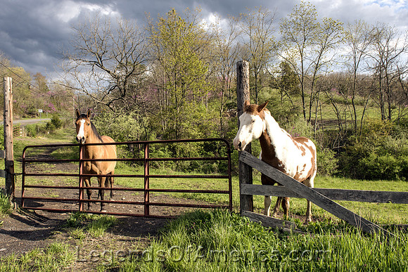 Hampshire County, WV - Attractive Horses