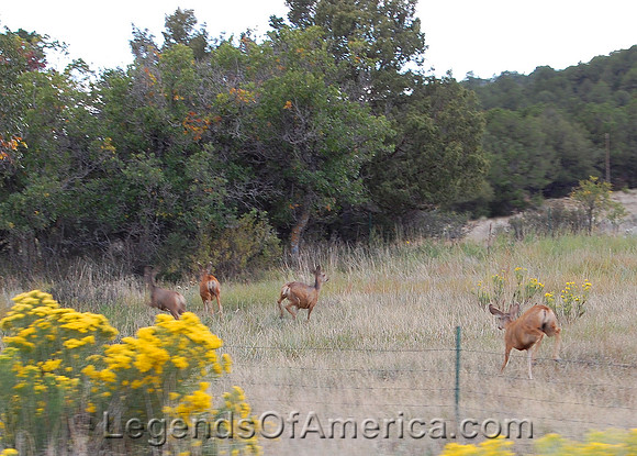 Sugarite Canyon, NM - Deer