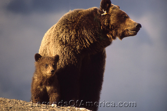 Yellowstone, WY - Grizzly Bear