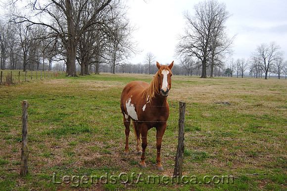 Natchitoches, LA - Horse