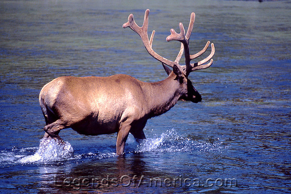 Yellowstone, WY - Bull Elk