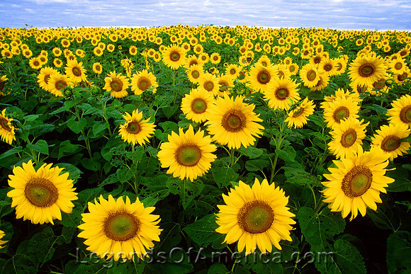 SunflowersUSDA ARS
