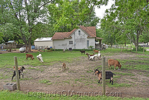 Rock Creek, KS - Goats