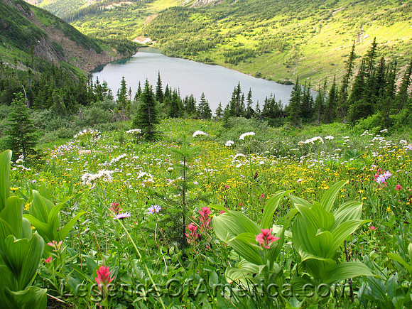 Glacier National Park, MT - Wild Flowers
