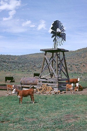 Immigrant Flats, OR - Windmill & Cattle