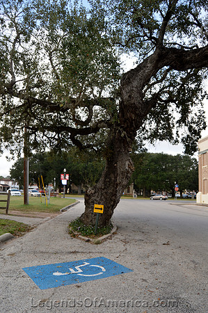 Goliad, TX - Tree In Street