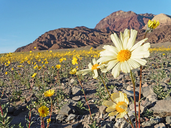 Death Valley, CA - Wild Flowers