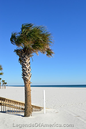 Orange Beach, AL - Palm Tree