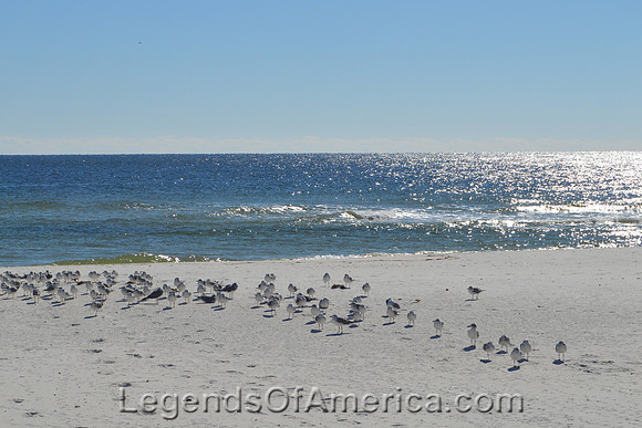 Pensacola, FL - Perdido Beach Seagulls