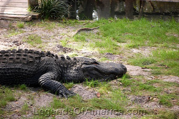 St. Augustine, FL - Alligator Farm - 3