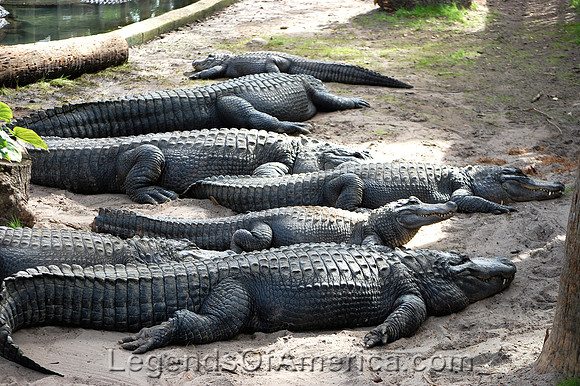 St. Augustine, FL - Alligator Farm - 2