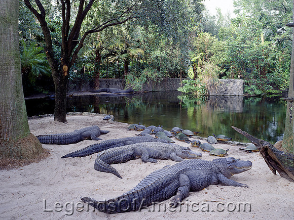 Tampa, FL - Busch Gardens Alligators