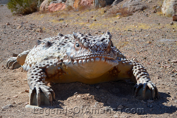 Boulder City, NV - Bootleg Canyon Park - Horny Toad