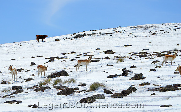 Ocate, NM - Antelope