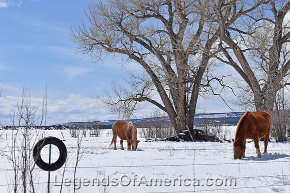 Ocate, NM - Horses