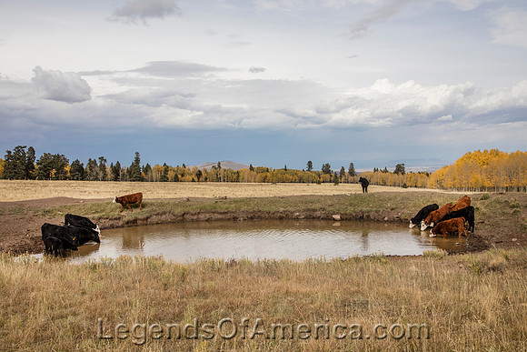 Conejos County, CO - San Juan Mountains Cattle
