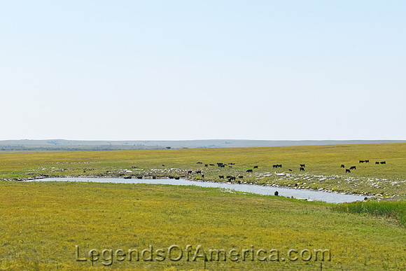 Marion County, KS - Cattle