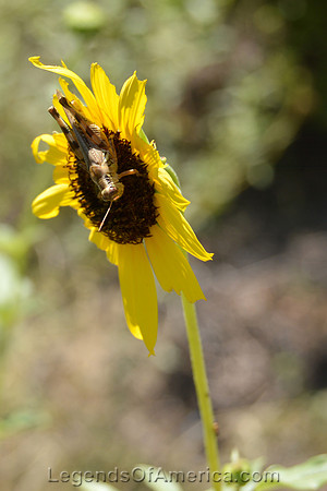 Canadian, TX - Sunflower & Grasshopper