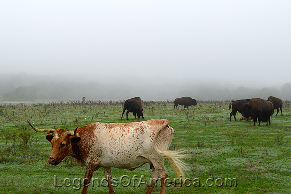Pawnee, OK - Pawnee Bill Ranch Livestock