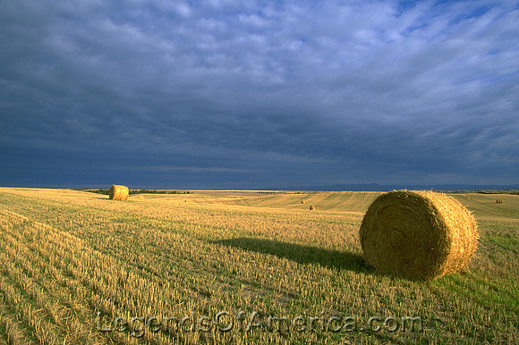 Montana Farmland