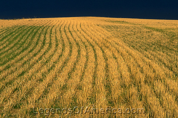 Montana Farmland - 2