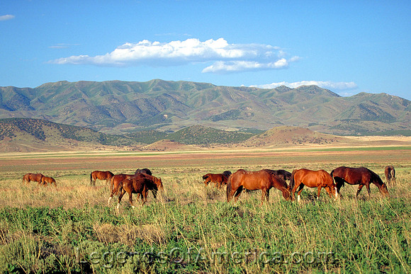 Salt Lake Area, UT - Wild Horses
