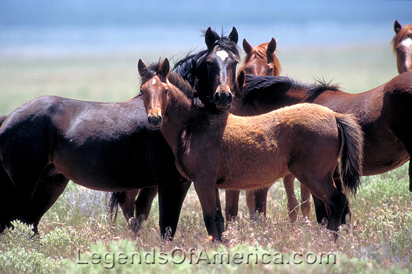 Salt Lake Area, UT - Wild Horses - 2
