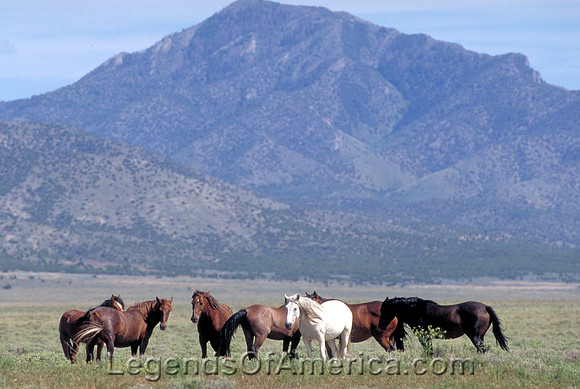 Salt Lake Area, UT - Wild Horses - 3
