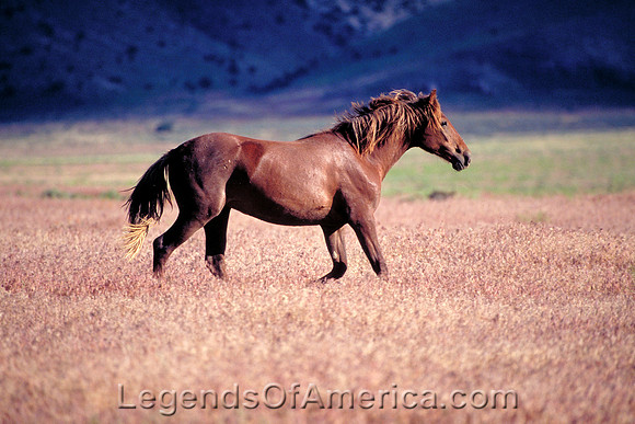 Salt Lake Area, UT - Wild Horses - 4