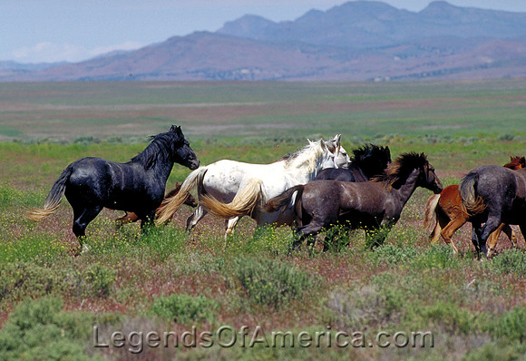 Salt Lake Area, UT - Wild Horses - 5