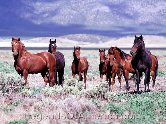 Salt Lake Area, UT - Wild Horses - 6