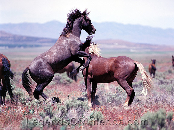 Salt Lake Area, UT - Wild Horses - 7