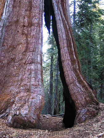 Sequoia National Park, CA