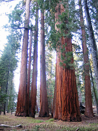 Sequoia National Park, CA -2