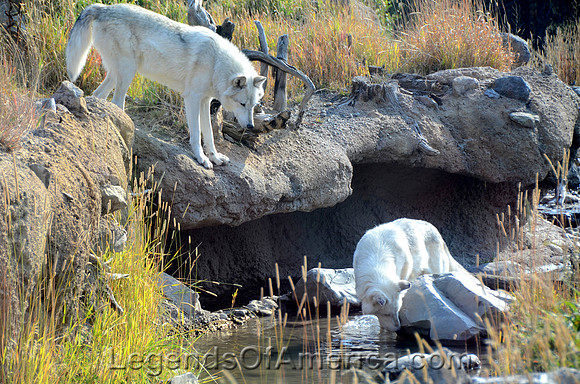 WyomingWolves-pd