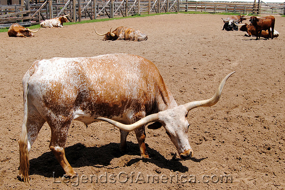 Fort Worth, TX - Longhorn