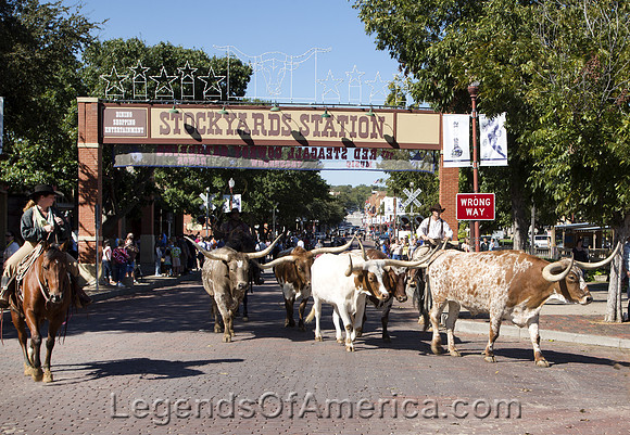Fort Worth, TX - Longhorns