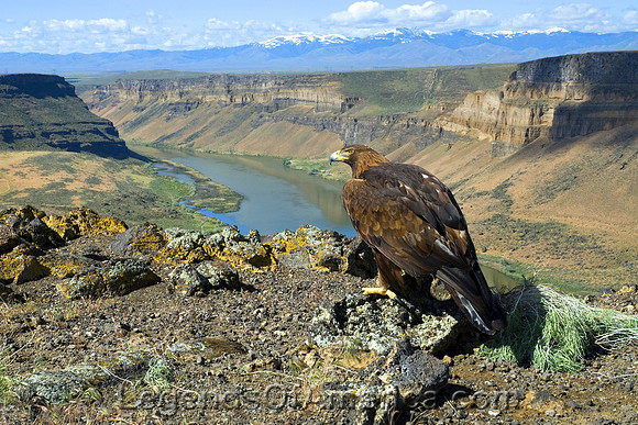 Snake River Gorge, ID - Golden Eagle