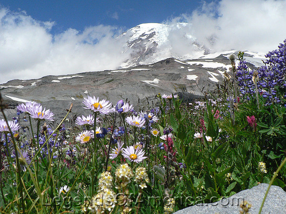 Mount Rainier, WA - Wildflowers