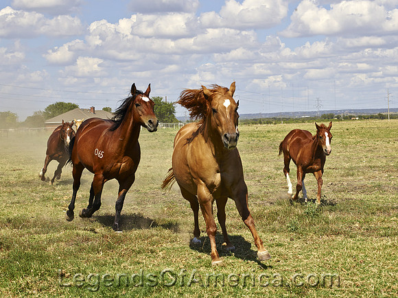 Venus, TX - Cannon Quarter Horse Ranch