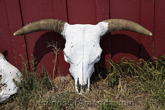 Crook County, WY - Hadley SY Ranch Skull