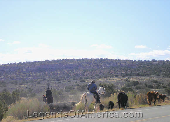 Driving Cattle in Utah - 2