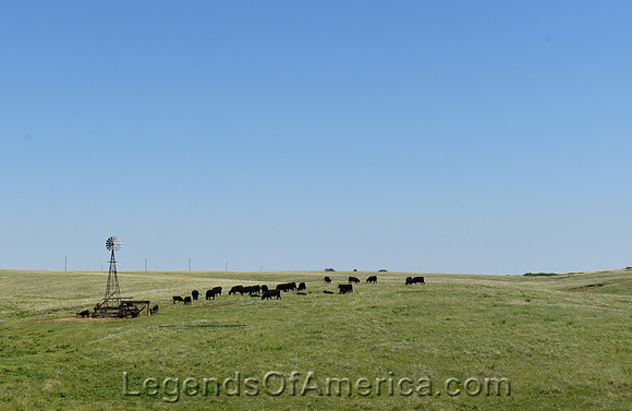 Ellsworth County, KS -  Catlle