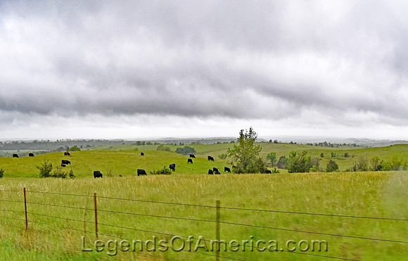 Pottawatomie County KS - Flint Hills Cattle